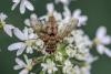 332200 – Photo : Daniel Ventard – France (71)